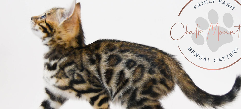 Bengal kitten for sale
